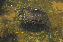 Red-eared slider, (Trachemys scripta), Maryland, USA, May.