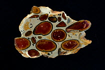 Hertfordshire puddingstone, conglomerate, flint clasts in a silicious matrix, Hertfordshire, England