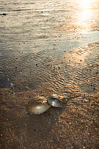 Atlantic horseshoe crabs (Limulus polyphemus) pair mating and travelling to the ocean. Delaware bay, New Jersey, USA, June.