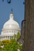 Eastern grey squirrel (Sciurus carolinensis), with US capitol building in background, Washington D.C, USA, June 2017.