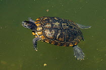 Red-eared slider, (Trachemys scripta) in water,  old melanistic individual, Maryland, USA, August.