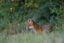 Red fox (Vulpes vulpes) Burgundy, France, October.