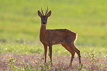 Roe deer (Capreolus capreolus) buck, Burgundy, France, September.