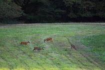 Roe deer (Capreolus capreolus) buck and adult females, Burgundy, France, September.