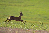 Roe deer (Capreolus capreolus)  running, Burgundy, France, September.