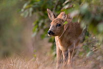 Roe deer (Capreolus capreolus) young female, Burgundy, France, September.