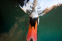 Mute swan (Cygnus olor) feeding underwater close up, Burgundy, France. November.