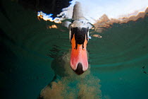 Mute swan (Cygnus olor) feeding underwater, Burgundy, France, November.