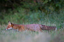 Red fox (Vulpes vulpes) walking through meadow, Burgundy, France. October.