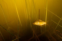 Common carp (Cyprinus carpio) underwater, France.