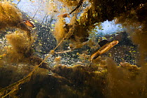 Palmate newt (Triturus helveticus) male in pond viewed underwater, Burgundy, France, March.