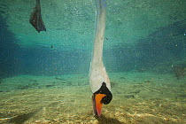 Mute swan (Cygnus olor) feeding underwater, Burgundy, France, March.