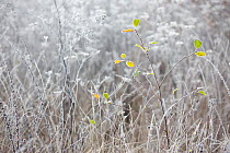 Frosty meadow with yellow leaves of Poplar (Populus sp) Lot, France, December 2016.
