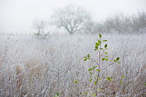 Frosty meadow with yellow leaves of Poplar (Populus sp) Lot, France, December 2016.