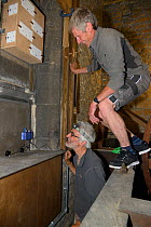 Common swift (Apus apus) call playback system positioned and turned on successfully by Roger Becket and Peter Grayshon below a nest box they've just fitted into a louvred window in the bell tower of H...