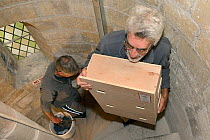 Nest box for Common swifts (Apus apus) carried by Roger Becket into Holy Trinity church to be fitted in the bell tower, Bradford-on-Avon, Wiltshire, UK, June. Model released.
