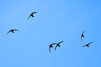 Common swift (Apus apus) group flying overhead, Bradford-on-Avon, Wiltshire, UK, May.