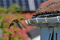 Common swift (Apus apus) flying to its nest site under roof tiles on an old cottage, Hilperton, Wiltshire, UK, July. Winner of Conservation Documentary Award in Bird Photographer of the Year competiti...