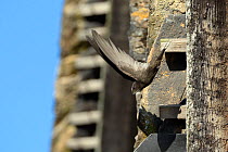 Common swift (Apus apus) flying from its nest site in a roof crevice in an old building, Lacock, Wiltshire, UK, July.