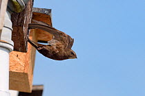 Common swift (Apus apus) flying from a nest box attached to the eaves of a cottageafter feeding its chicks, Hilperton, Wiltshire, UK, June. Winner of Conservation Documentary Award in Bird Photographe...