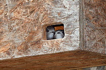 Two Common swift chicks (Apus apus), close to fledging, peering out from a nest box under the eaves of a cottage, Hilperton, Wiltshire, UK, July.