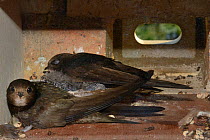 Common swift (Apus apus) pair resting in their nest box alongside their chick, Cambridge, UK, July.