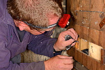 Simon Evans taking a Common swift chick (Apus apus) from a nest box in All Saints Church belfry briefly to ring it, Worlington, Suffolk, UK, July. Model released.