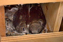 Two Common swift chicks (Apus apus), close to fledging from a nest box in All Saints Church belfry, inspected during a ringing study, Worlington, Suffolk, UK, July.