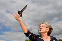 Judith Wakelam releasing an orphaned Common swift chick (Apus apus) she has fostered and fed with insects at her home until it was ready to fly, Worlington, Suffolk, UK, July. Model released. Winner o...