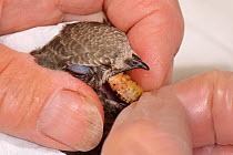 Orphaned Common swift chick (Apus apus) hand fed with a cricket by Judith Wakelam in her home, Worlington, Suffolk, UK, July. Model released.