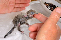 Week-old orphaned Common swift chick (Apus apus) fed with insect food by Judith Walelam in her home, Worlington, Suffolk, UK, July. Model released.