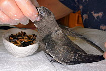 Orphaned Common swift chick (Apus apus)  hand fed with a cricket by Judith Wakelam in her home, Worlington, Suffolk, UK, July. Model released.