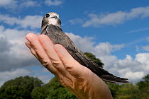 Orphaned Common swift chick (Apus apus) on human hand during release, after being fostered and fed with insects until ready to fly by Judith Wakelam at her home, Worlington, Suffolk, UK, July. Model r...