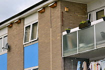 Row of swift nest boxes attached under the eaves of a block of flats, Edgecombe development, Cambridge, UK, July.