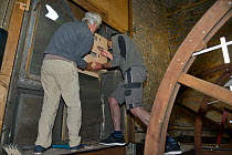 Common swift (Apus apus) nest box fitted by Roger Becket and Peter Grayshon into a louvred window in the bell tower of Holy Trinity church, Bradford-on-Avon, Wiltshire, UK, June.