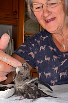 Judith Wakelam hand-feeding an orphaned Common swift chick (Apus apus) with insect food in her home, Worlington, Suffolk, UK, July. Model released. Winner of Conservation Documentary Award in Bird Pho...