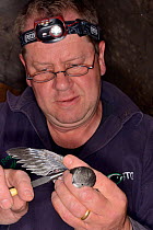 Simon Evans ringing a Common swift chick (Apus apus) removed briefly from a nest box in All Saints Church belfry, Worlington, Suffolk, UK, July. Model released.
