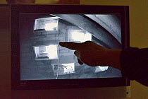 Householder points to a monitor linked to an infra red camera in her attic focused on a group of perspex backed swift nestboxes, Cambridge, UK, July. Model released.