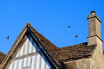 Common swift (Apus apus) group screaming as they fly over the roof of a cottage, Lacock, Wiltshire, UK, June.