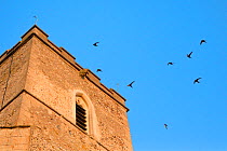 Swifts (Apus apus) flying and calling around All Saints Church bell tower at dusk, where a large colony breeds in nestboxes behind the window louvres, Worlington, Suffolk, July.
