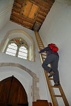 Simon Evans climbing a 40ft ladder to reach a church belfry with over 40 nestboxes for Common swifts (Apus apus) to ring the chicks, Worlington, Suffolk, UK, July. Model released.