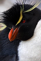 Southern Rockhopper penguin (Eudyptes chrysocome), Kidney Island, Falkland Islands, October. Vulnerable species.