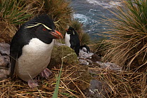 Southern Rockhopper penguin (Eudyptes chrysocome) colony, Kidney Island, Falkland Islands, October. Vulnerable species.