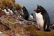 Southern Rockhopper penguin (Eudyptes chrysocome) colony, Kidney Island, Falkland Islands, October. Vulnerable species.