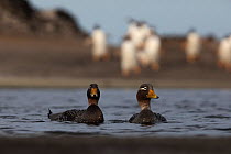 Flying Steamer duck (Tachyeres patachonicus) pair, Sea Lion Island, Falkland Islands, October