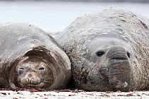 Southern elephant seal (Mirounga leonina) pair resting, Sea Lion Island, Falkland Islands, October