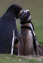 Magellanic penguins (Spheniscus magellanicus) intimidating each other, trying to establish territory during breeding season, Carcass Island, Falkland Islands, October