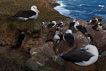 Black-browed Albatross (Thalassarche melanophris) colony, West Point Island, Falkland Islands, October