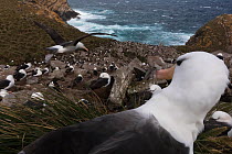 Black-browed Albatross (Thalassarche melanophris) colony, West Point Island, Falkland Islands, October