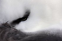 Black-browed Albatross (Thalassarche melanophris) resting close up of eye., West Point Island, Falkland Islands, October